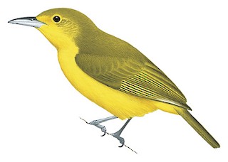 Aegithina lafresnayei lafresnayei