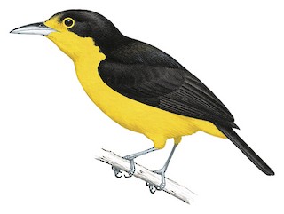 Aegithina lafresnayei lafresnayei