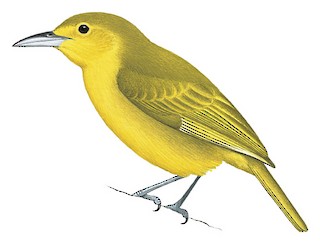 Aegithina lafresnayei xanthotis