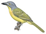 Grey-headed Bushshrike Illustration