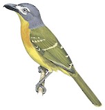 Monteiro's Bushshrike Illustration