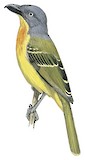 Lagden's Bushshrike Illustration