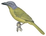 Green-breasted Bushshrike Illustration