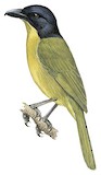 Uluguru Bushshrike Illustration