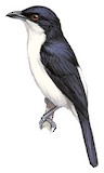 Red-eyed Puffback Illustration