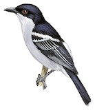 Black-backed Puffback Illustration