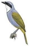 Mount Kupe Bushshrike Illustration