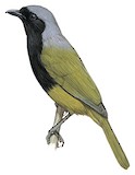 Black-fronted Bushshrike Illustration