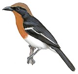 Braun's Bushshrike Illustration