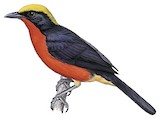 Yellow-crowned Gonolek Illustration