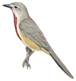 Rosy-patched Bushshrike Illustration