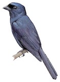 Drongo Fantail Illustration