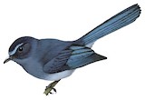 Visayan Blue Fantail Illustration