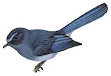 Mindanao Blue Fantail Illustration