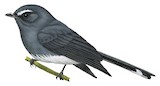 White-bellied Fantail Illustration