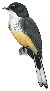 Rhipidura rufiventris rufiventris