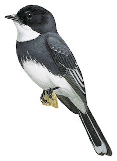 Rhipidura rufiventris obiensis