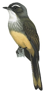 Rhipidura rufiventris finitima