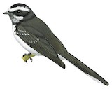 White-browed Fantail Illustration