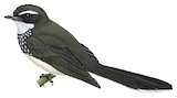 White-spotted Fantail Illustration