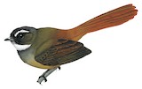 Rufous-tailed Fantail Illustration