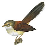 Rufous-backed Fantail Illustration