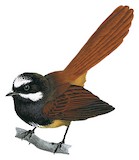 Mussau Fantail Illustration