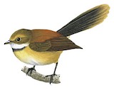 Tawny-backed Fantail Illustration