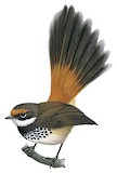 Rufous Fantail Illustration