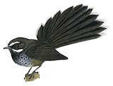 Pohnpei Fantail Illustration