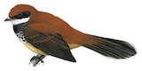 Manus Fantail Illustration