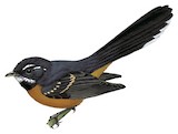 Chestnut-bellied Fantail Illustration