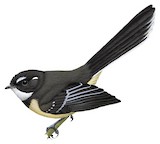 Grey Fantail Illustration