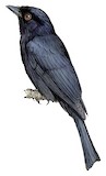 Square-tailed Drongo Illustration