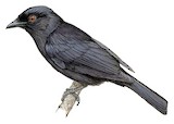 Sharpe's Drongo Illustration