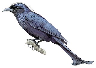 Hair-crested Drongo - Dicrurus hottentottus - Birds of the World