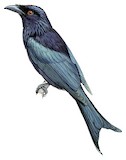 Wallacean Drongo Illustration