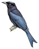 Sulawesi Drongo Illustration