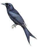 Andaman Drongo Illustration