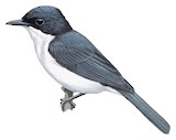 Moluccan Flycatcher Illustration