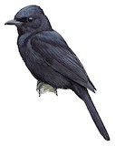 Biak Black Flycatcher Illustration