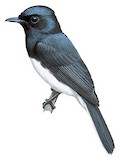 Melanesian Flycatcher Illustration