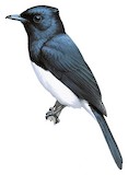 Satin Flycatcher Illustration