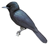 Mussau Flycatcher Illustration