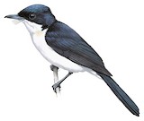 Paperbark Flycatcher Illustration