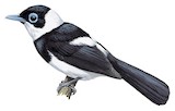 Pied Monarch Illustration