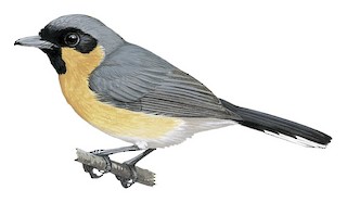 Symposiachrus trivirgatus gouldii