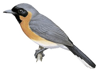 Symposiachrus trivirgatus trivirgatus