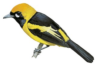 Carterornis chrysomela aruensis