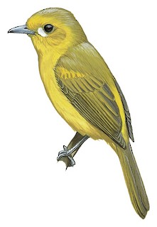 Carterornis chrysomela pulcherrimus